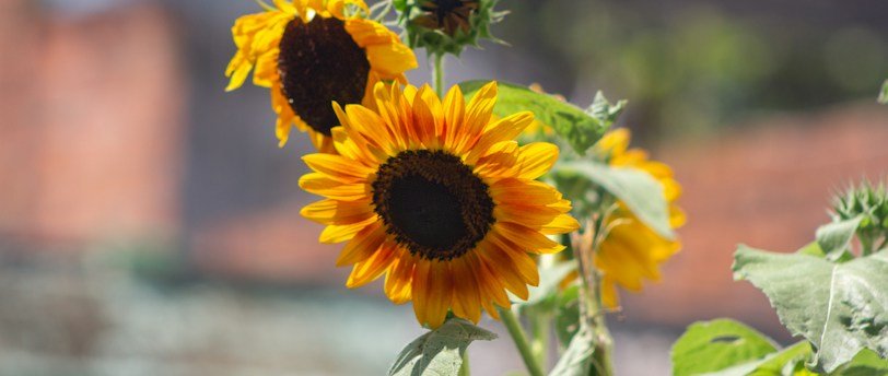 a close up of a sunflower with a building in the background